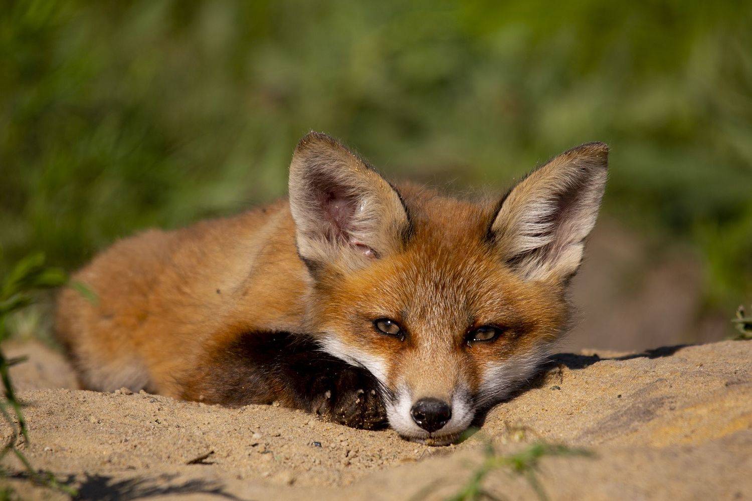 живая природа, Валерий Черняк