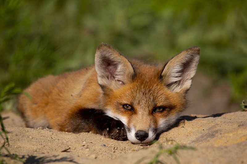 живая природа *** фото превью