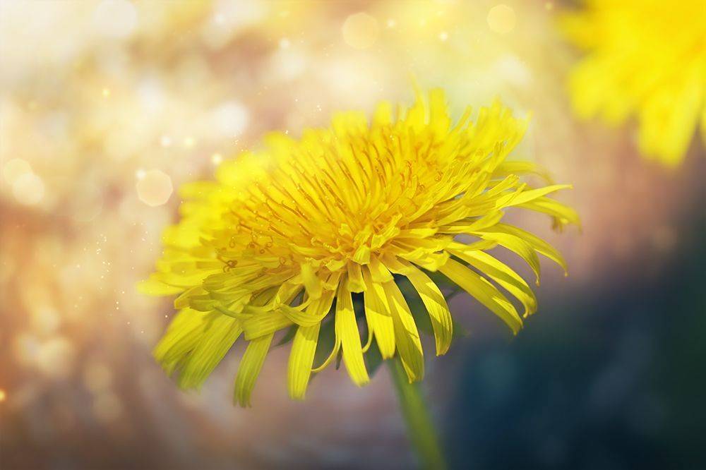 цветок, одуванчик, макро, dandelion, Марина Хилько