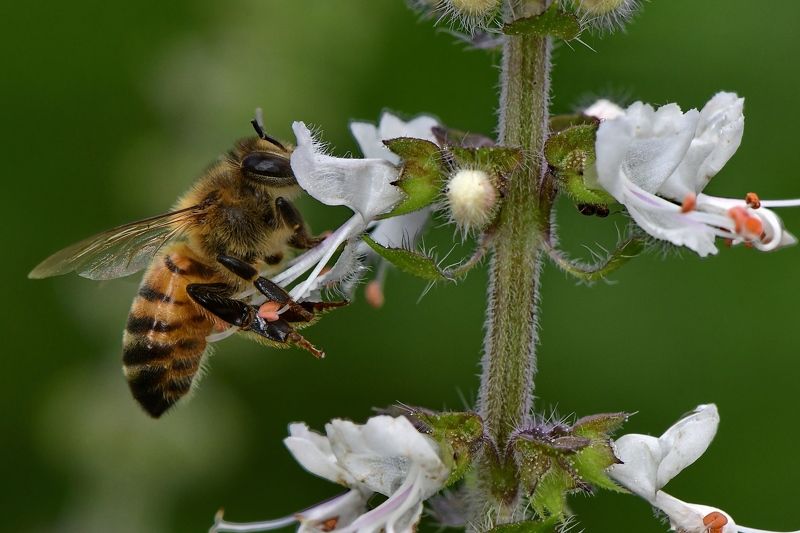 Abelha фото превью
