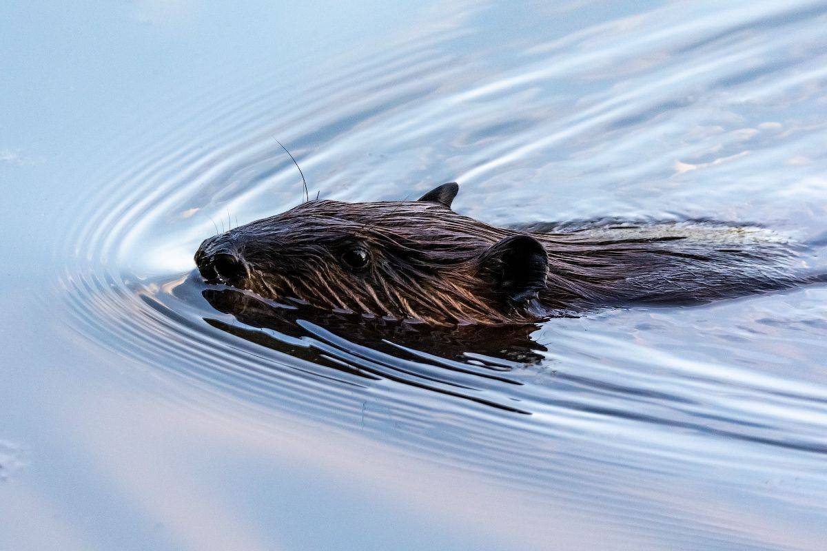 , Леонид Дьяченко