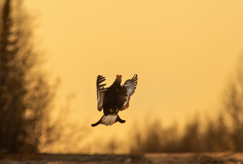 тетерев,касач,коми,печора,весна,север,птицы,анималистика,природа,black grouse, kasach, komi, pechora, spring, north, birds, animalistics, nature Брачные танцы тетерева на закате фото превью