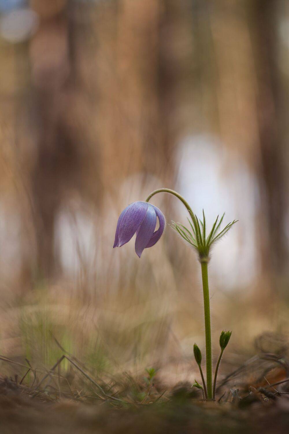 , Викулов Николай
