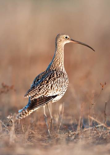 Большой Кроншнеп