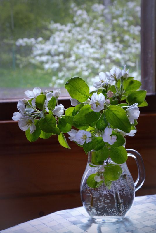 Когда яблони цветут фото превью