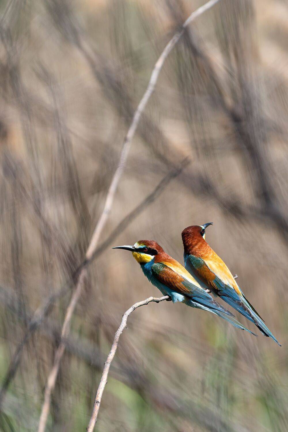 щурки, золотистые, Алексей Рыльский