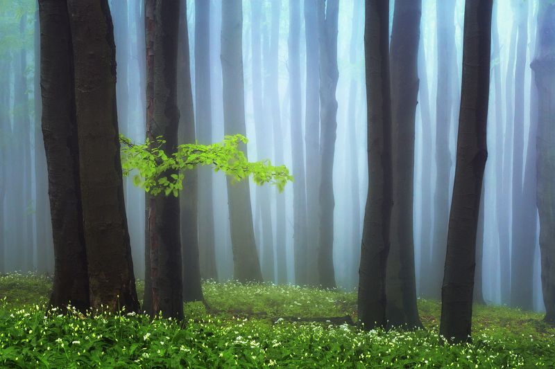 Misty spring forest фото превью