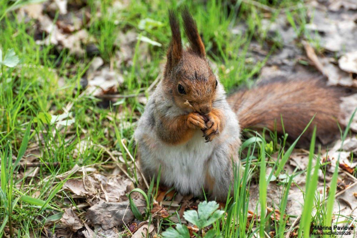 белка, животные, животный мир, лесопарк \"александрино\", город, санкт-петербург, nikon, Марина Павлова