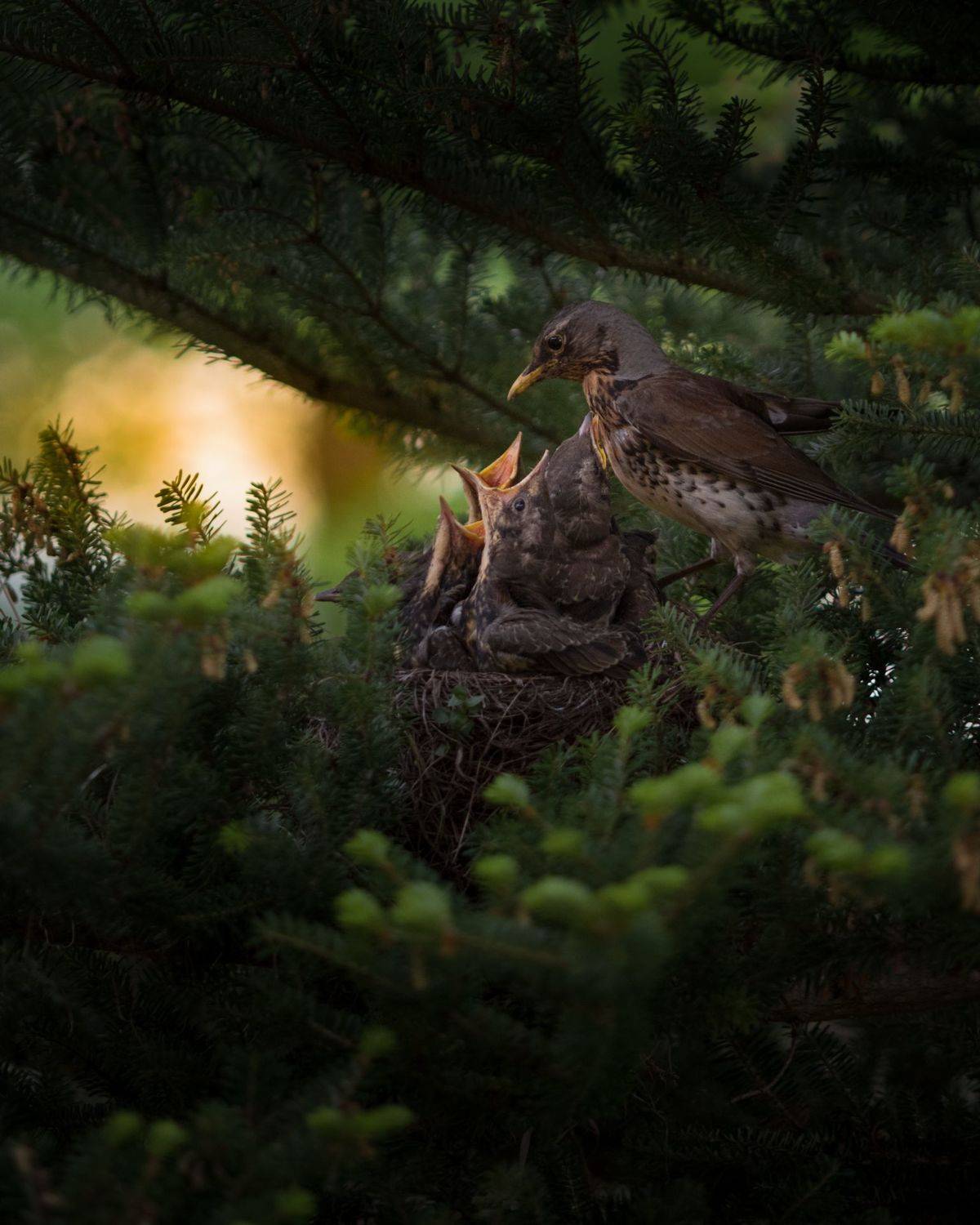 дрозд, Роман Фабричный