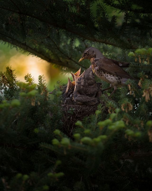 Подсчет голосов фото превью