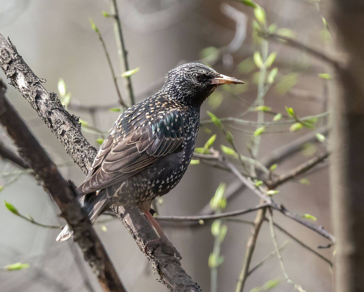 , Константин Дэм