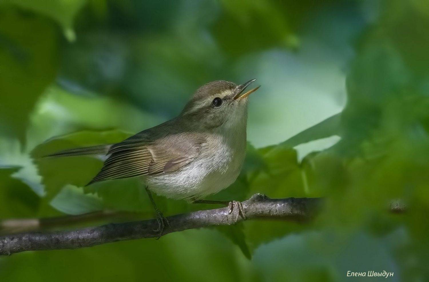 bird of prey, animal, birds, bird,  animal wildlife,  nature,  animals in the wild, зелёная пеночка, greenish warbler, Елена Швыдун