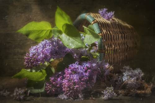 Ветка Сирени