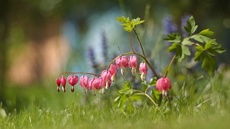 ***** фото превью