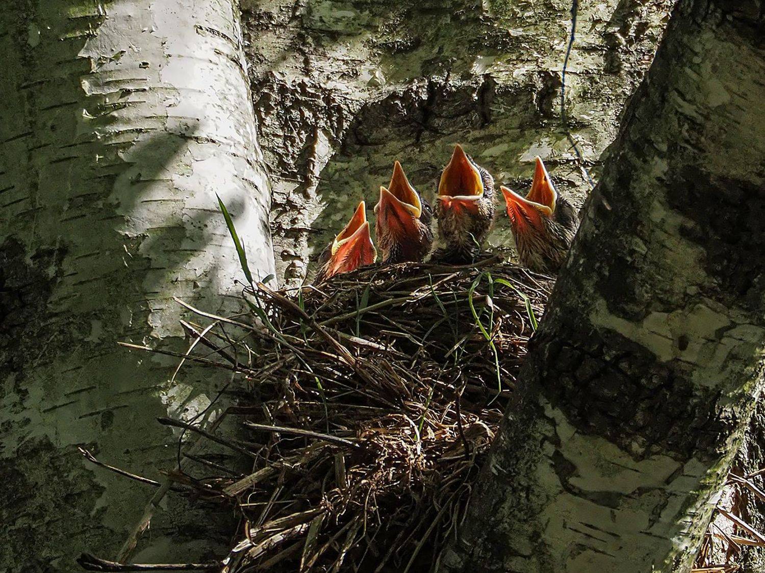 , Сергей Духанин