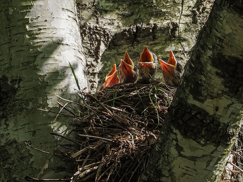 квартет фото превью