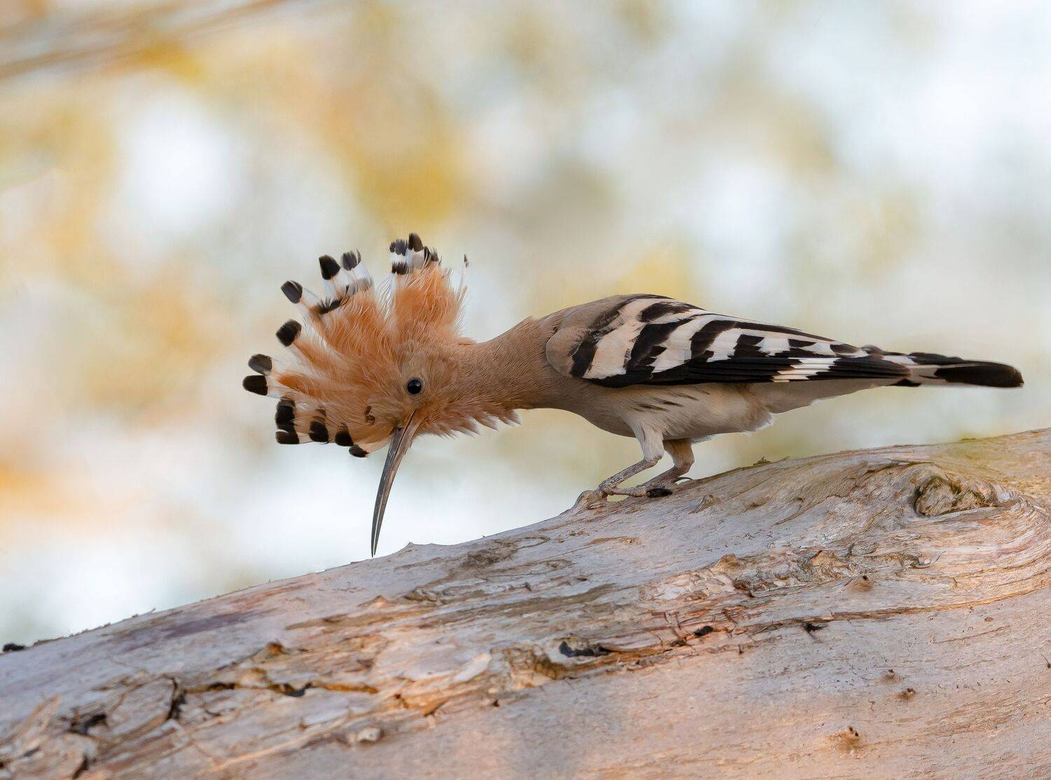 птицы,природа, весна, Андрей Киселёв