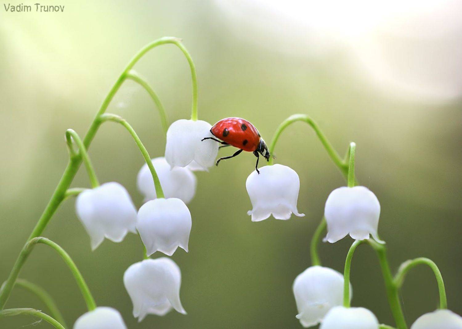 ландыш, божья коровка, весна, Вадим Трунов
