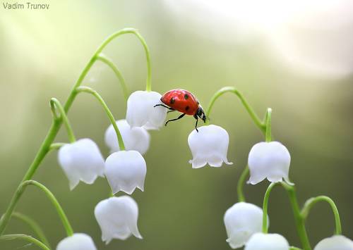 Мелодия весны