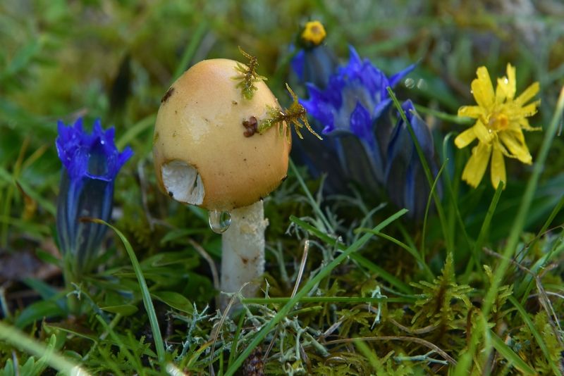 Надкусили - съедобный наверное ;)) фото превью