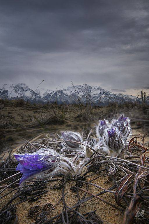 , Андрей Ершов