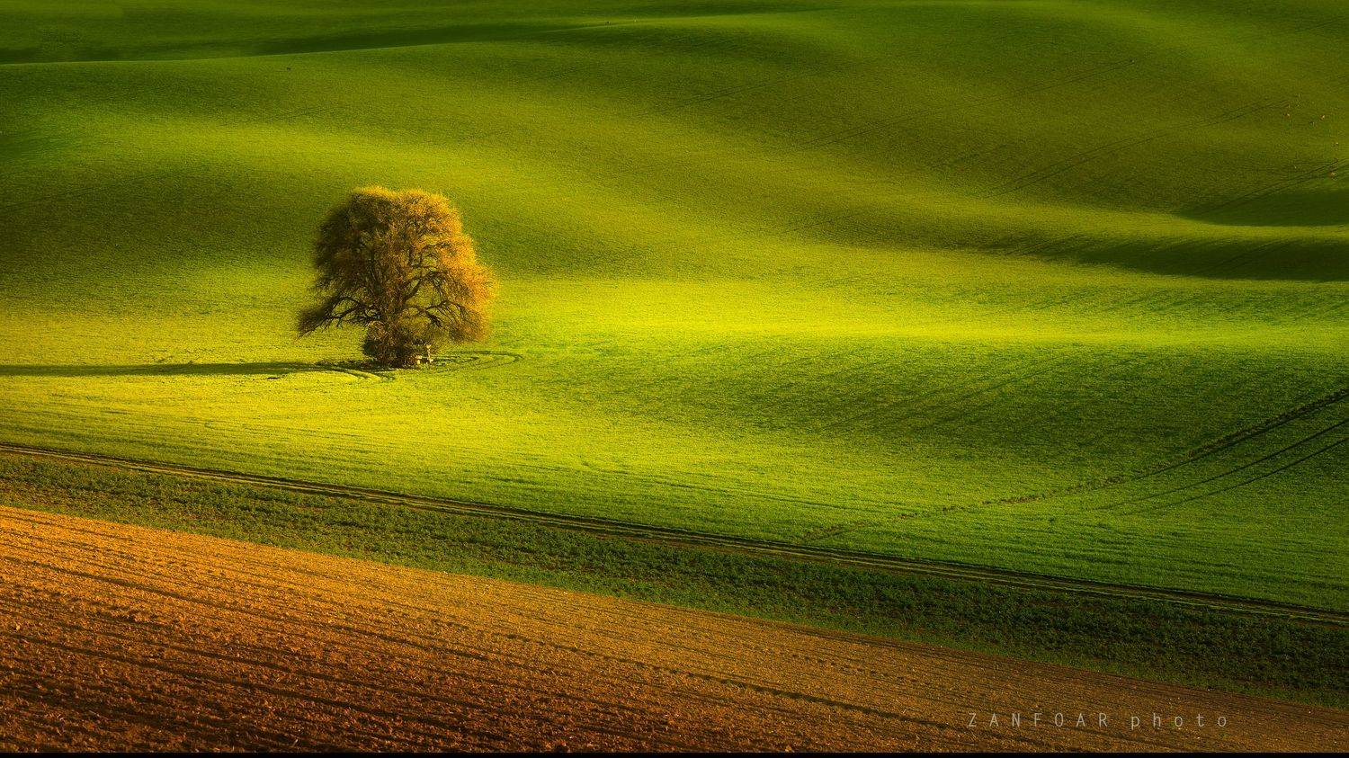 моравский одиночка,моравская тоскана,одиночка,занфоар zanfoar,чешская республика nikon d750,czech republic,поле, Zanfoar