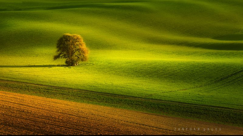 моравский одиночка,моравская тоскана,одиночка,занфоар zanfoar,чешская республика nikon d750,czech republic,поле Моравский одиночка фото превью