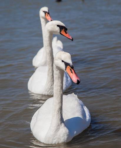 Танец маленьких лебедей