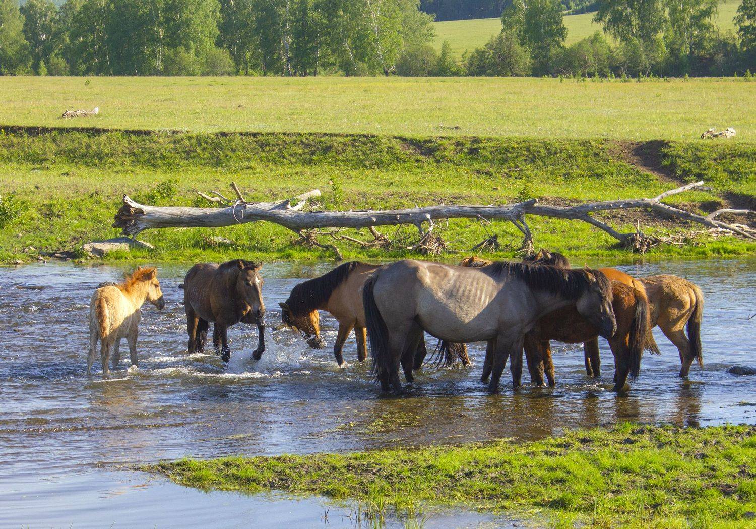 природа, животные, домашние животные, лошади, Александр Кожухов