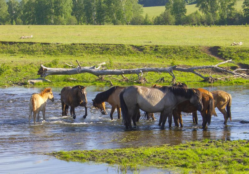 природа, животные, домашние животные, лошади Жара фото превью