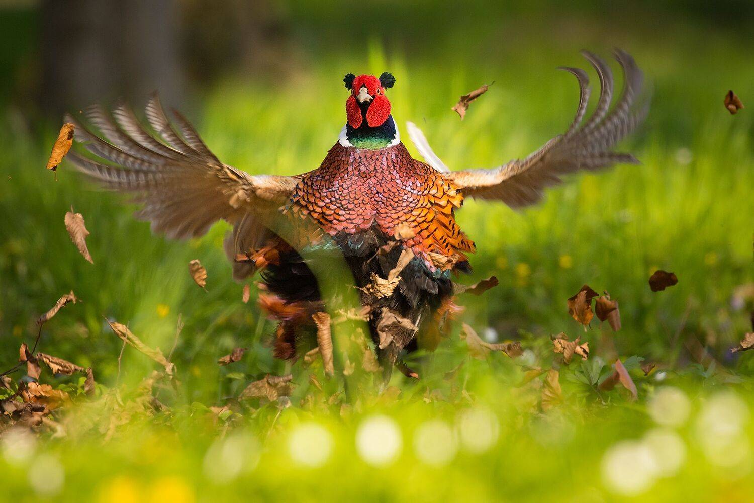 , Robert Adamec