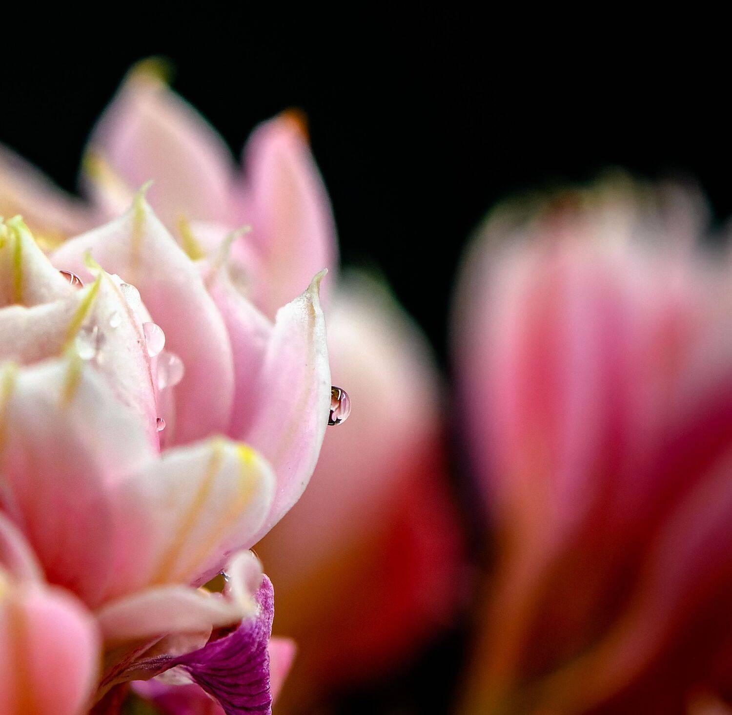 kalanchoe, water, drop, waterdrop, macro, red, bokeh, flower,  Mykhailo