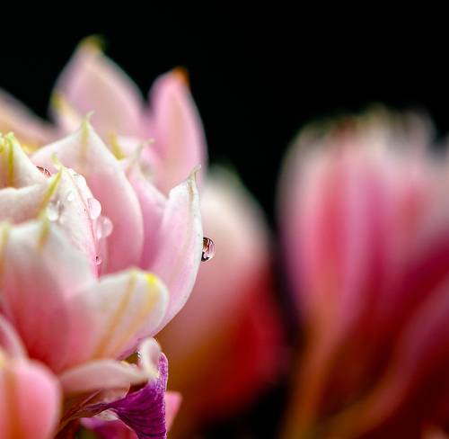 Water drop on Kalanchoe blossfeldiana