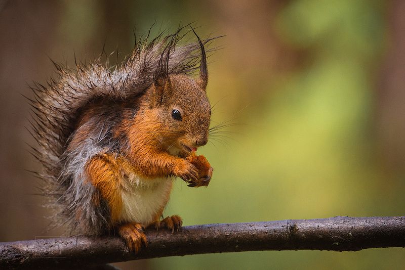 Пушистики фото превью