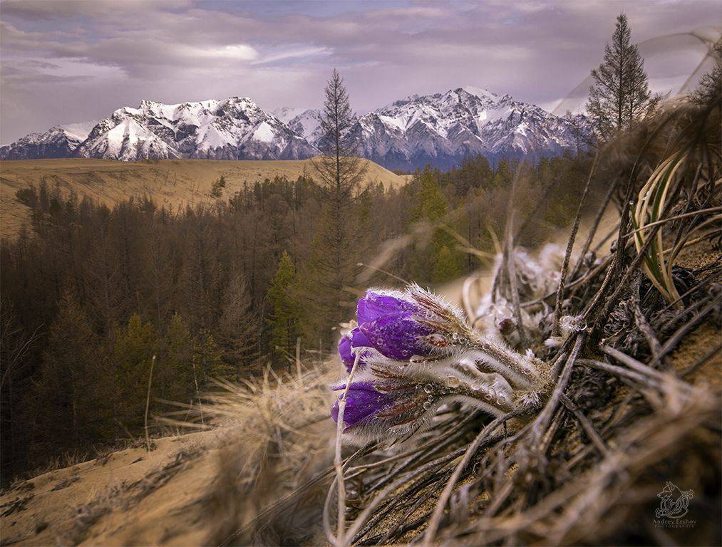 , Андрей Ершов