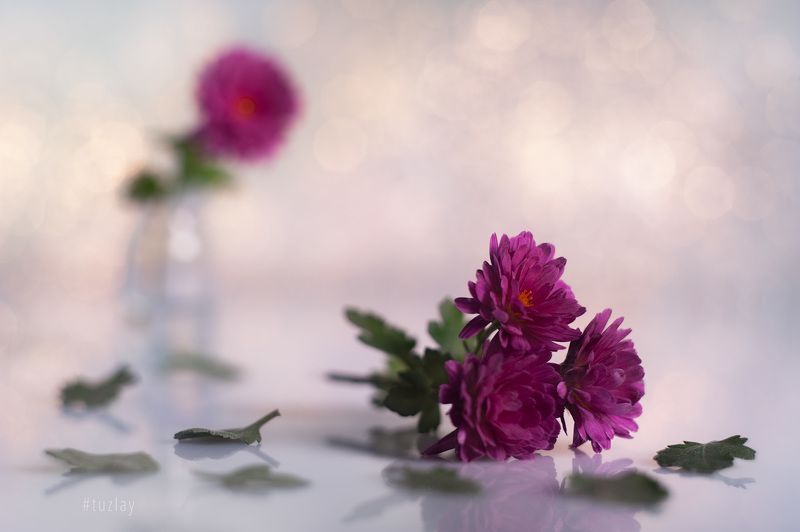 хризантемы Про маленькую хризантему октября фото превью