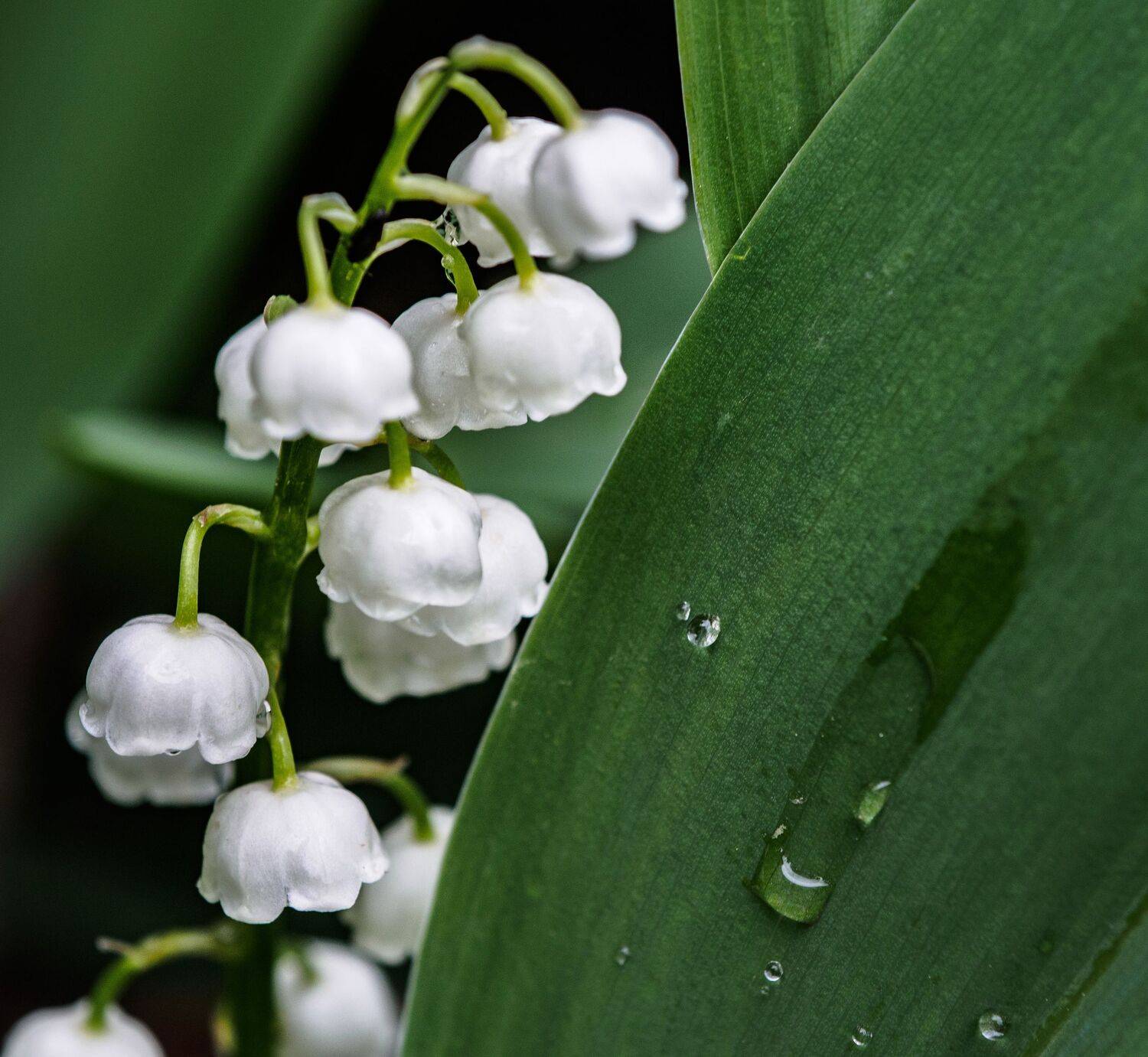 , Лариса Лофицкая