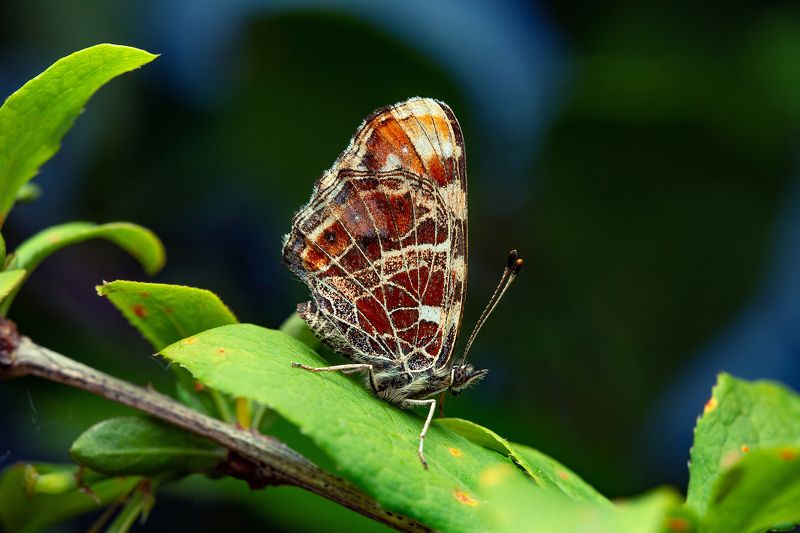 макро бабочка макрофото вечер насекомые природа Бабочка на закате фото превью