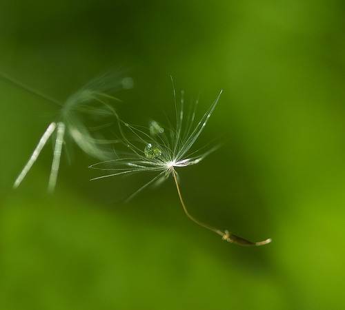 Из серии- волшебные парашютики