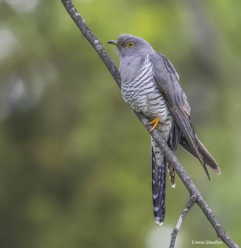 Common cuckoo