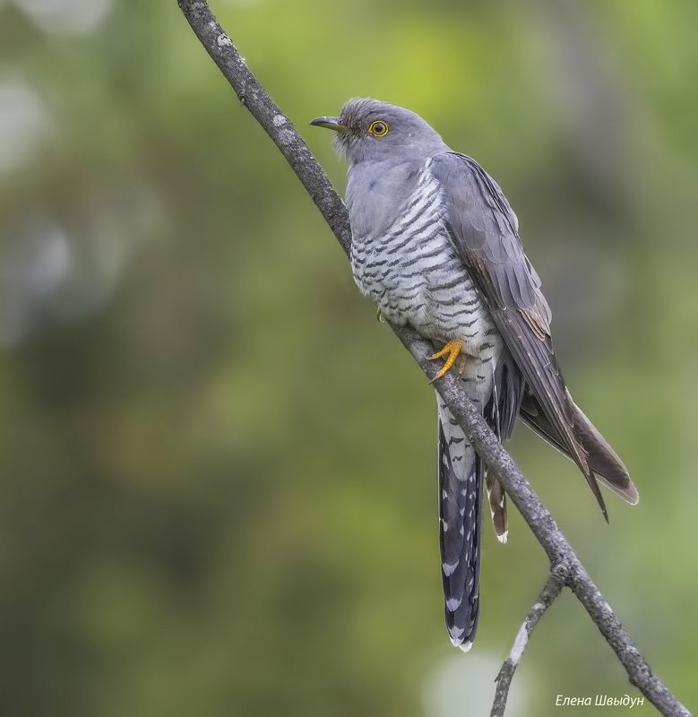 Common cuckoo фото превью