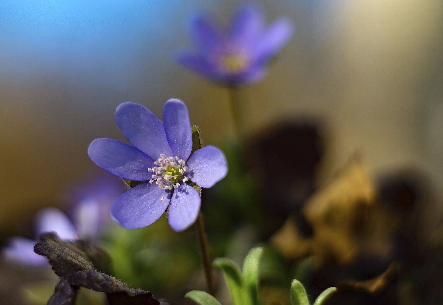 , Орлов Олег