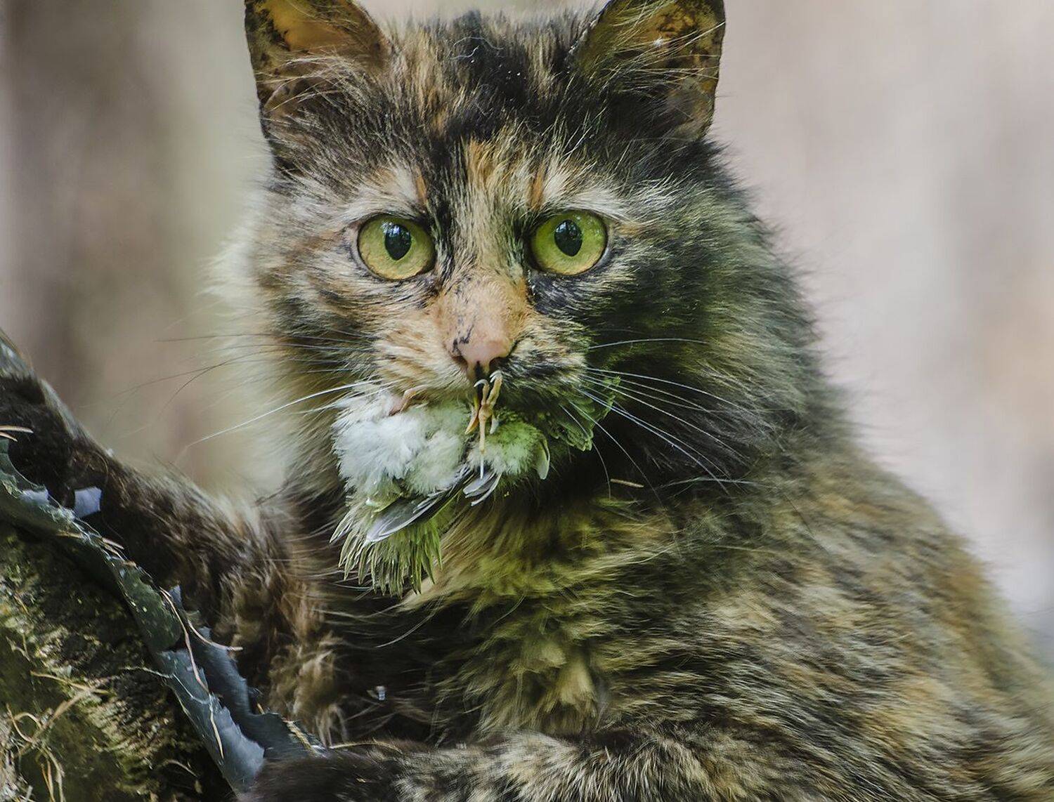 кошка, охотник, Михаил Агеев
