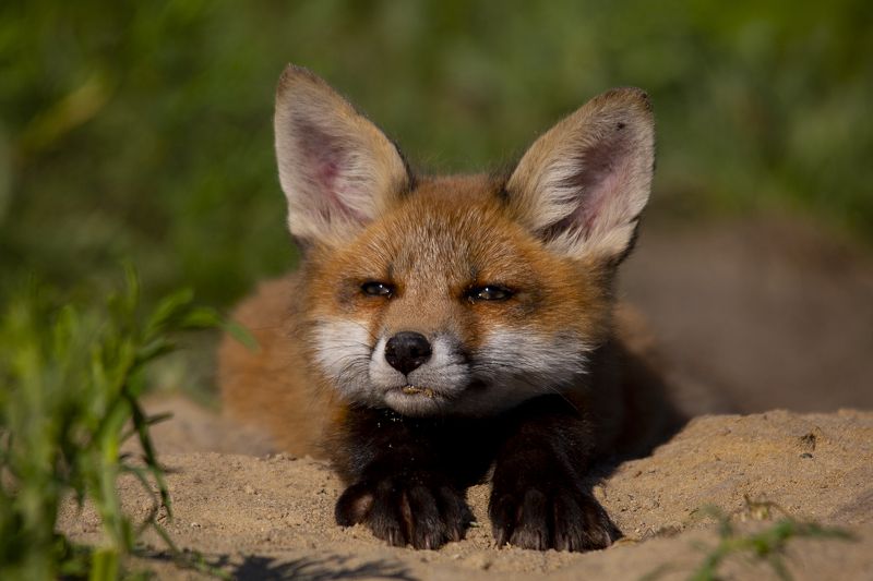 живая природа Потягуленьки фото превью