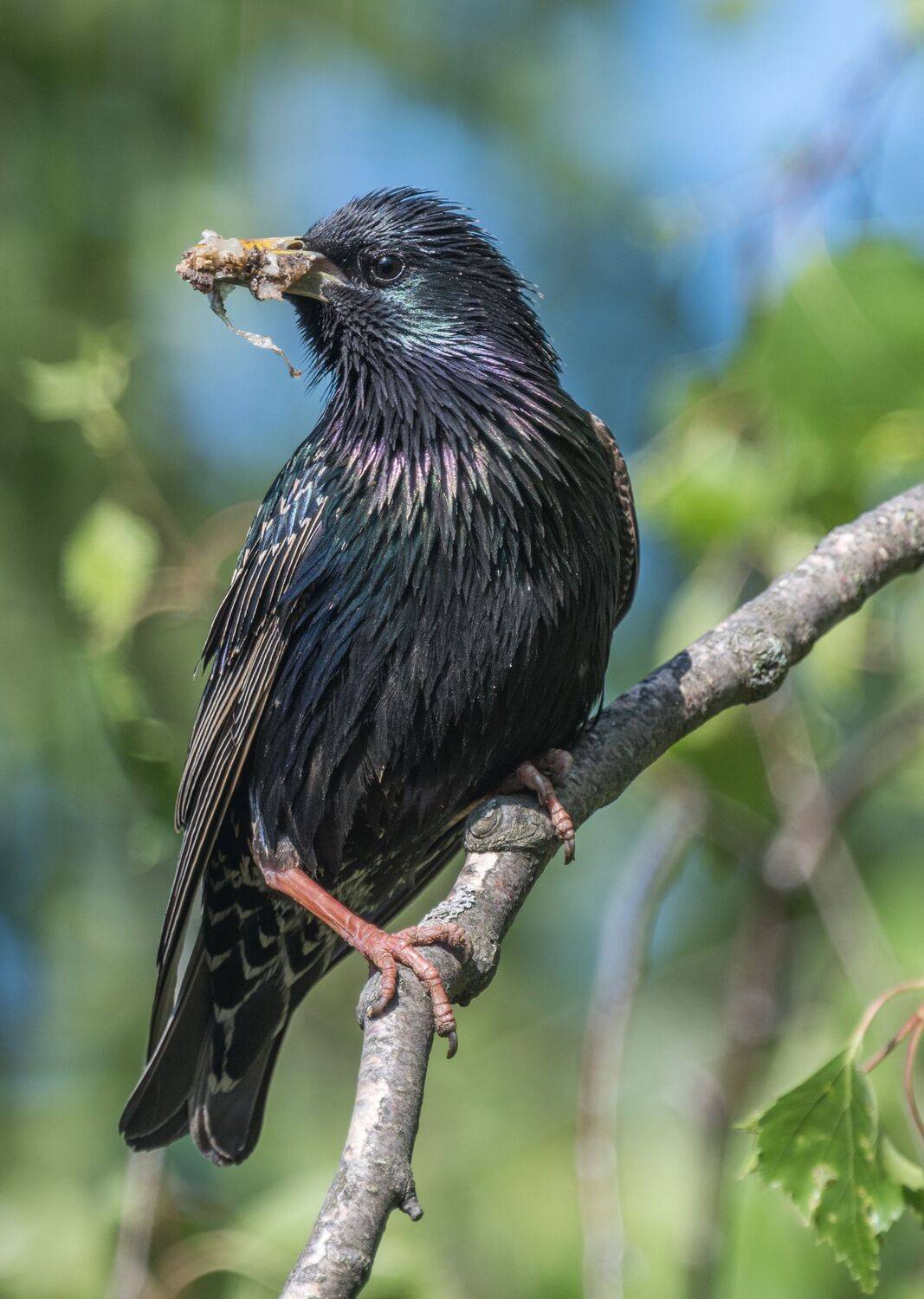 , Курлянцев Алексей