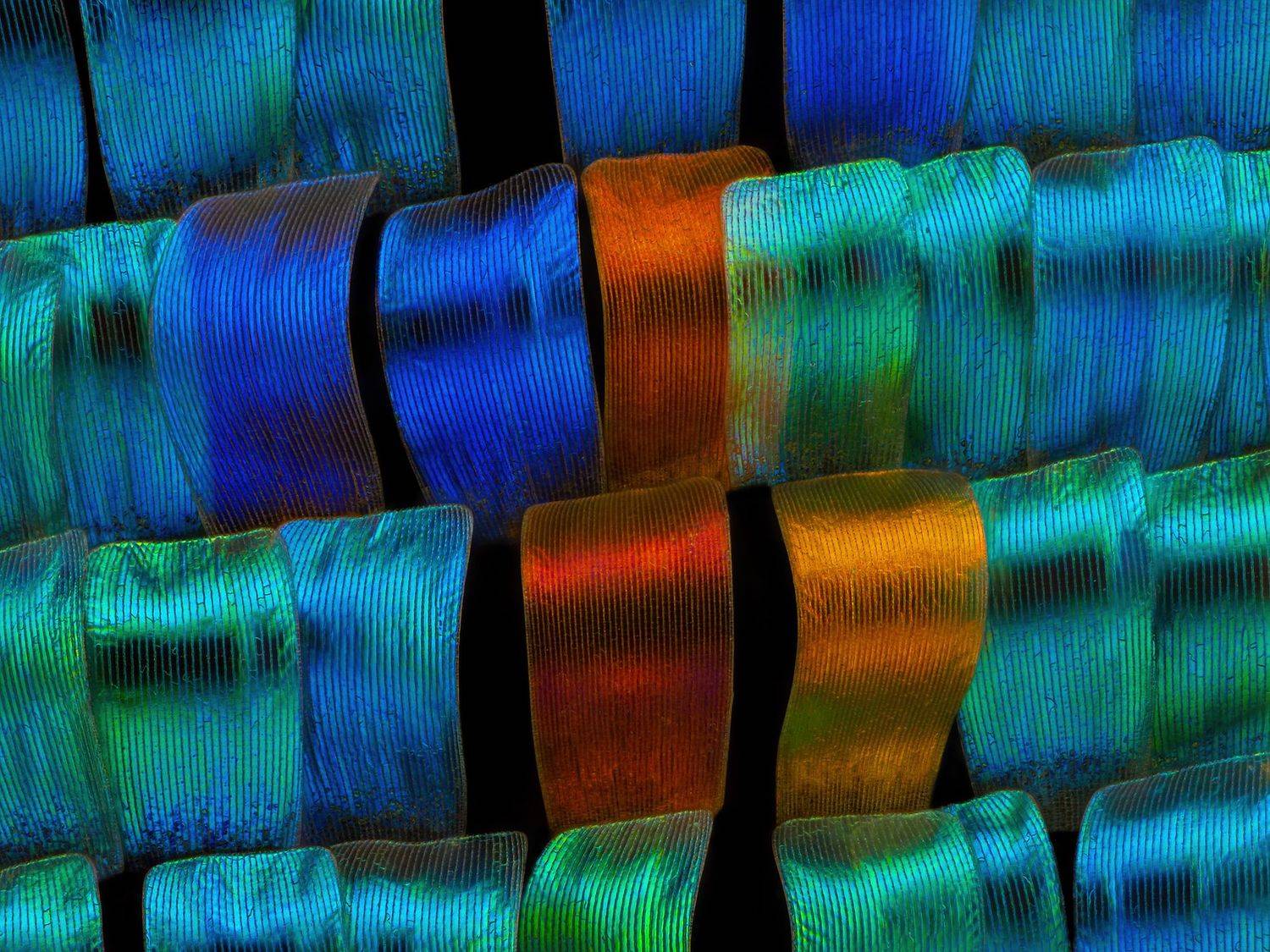 irass, waledzik, nat geo, olympus, close up, macro, extreme macro, макро, Ireneusz Irass Walędzik