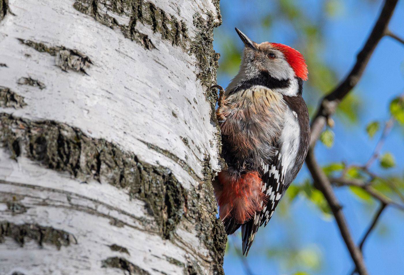 птица средний пёстрый дятел, Руслан Сигушин