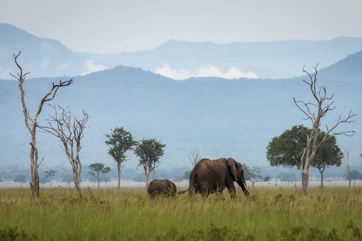 Танзания, Алексей Мараховец
