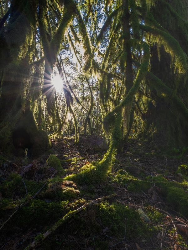 canada, moss, old, tree, forest, СКАЗКИ МОХНАТОГО ЛЕСА фото превью