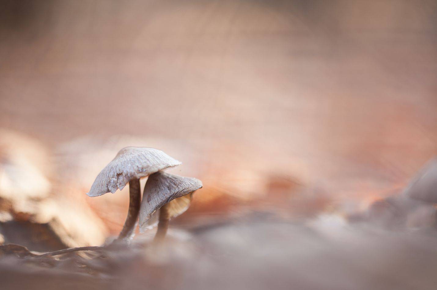 , Викулов Николай